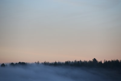 Gray sky trees silhouette
